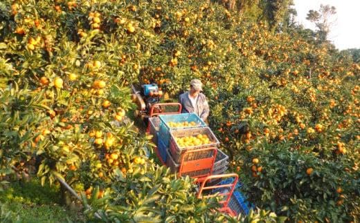 Amazon.co.jp: 完熟 みかんジュース 化粧箱入り 木成り 3本セット